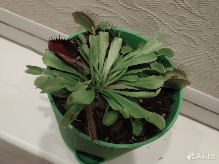 Венерина мухоловка