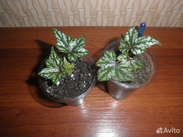 Каудексная бегония Dregei. Бересклет японский