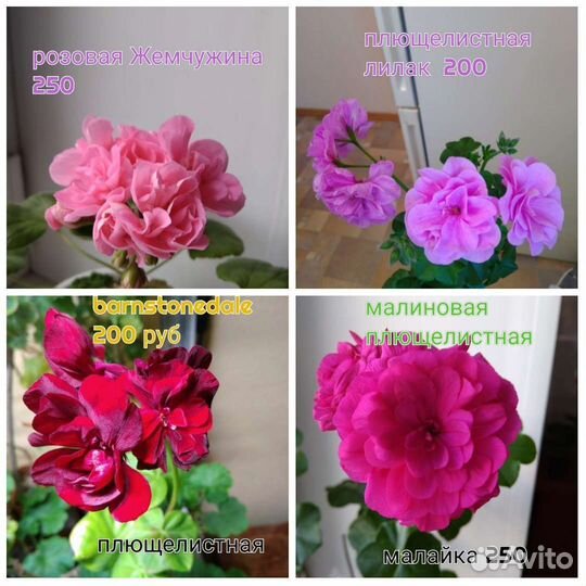 Пеларгонии герани