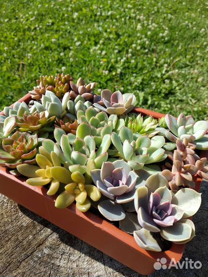 Суккуленты