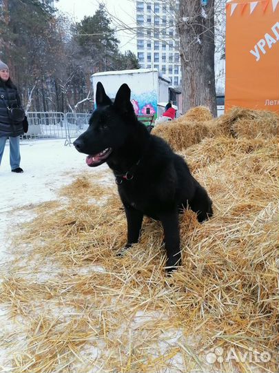 Дрессировка собак кинолог