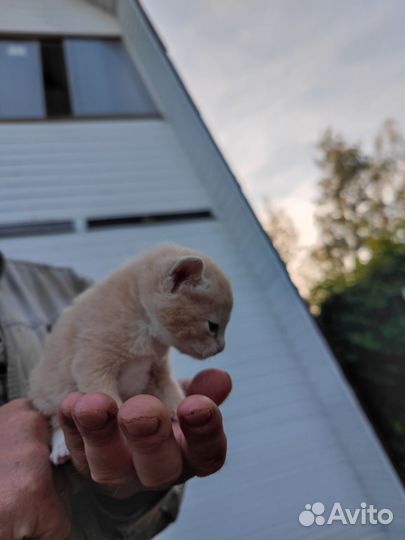 Кошки в добрые руки бесплатно