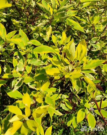 Саженцы многолетних декоративных кустарников