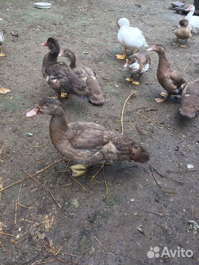 Мускусные утки