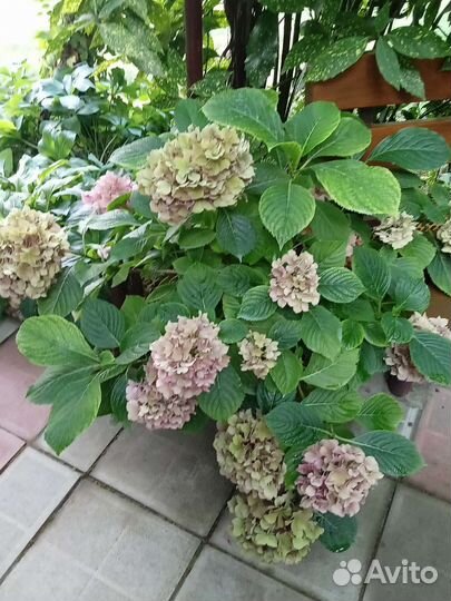 Гортензия крупнолистная