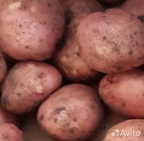 Продам картофель крупный