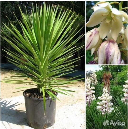 Семена Хавортии,Пахиподиума,Юкки,Эхинокактуса