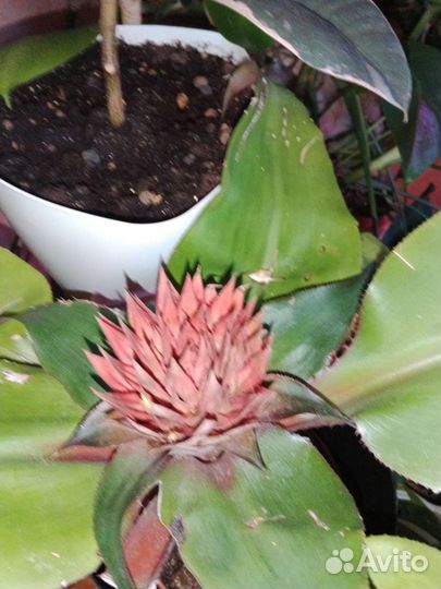 Драцена,сингониум,сциндапсус