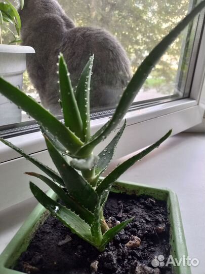 Алоэ комнатные растения