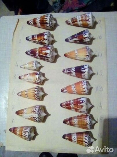 Морские раковины