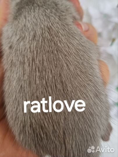 Крысята крысы сильвермейн от ratlove