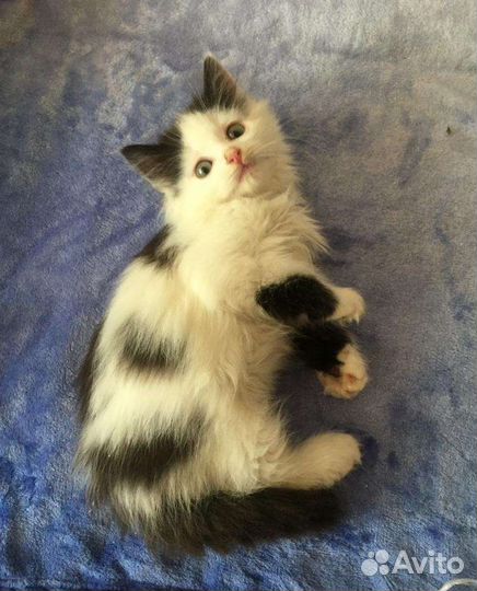 Котенок пушистый мальчик 1,5 мес