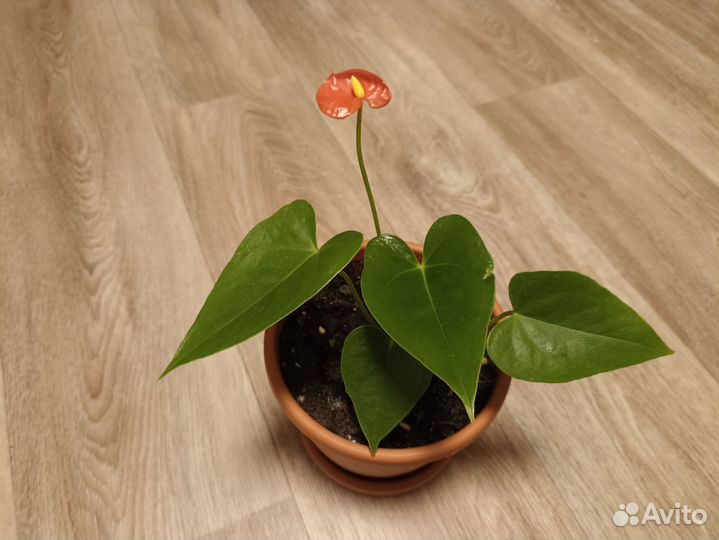 Антуриум оранжево-розовый