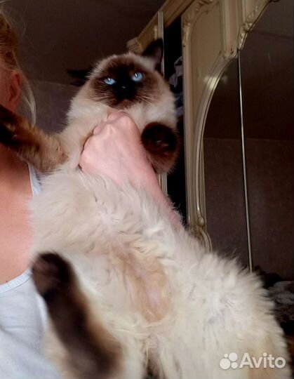 Невский маскарадный кот на вязку