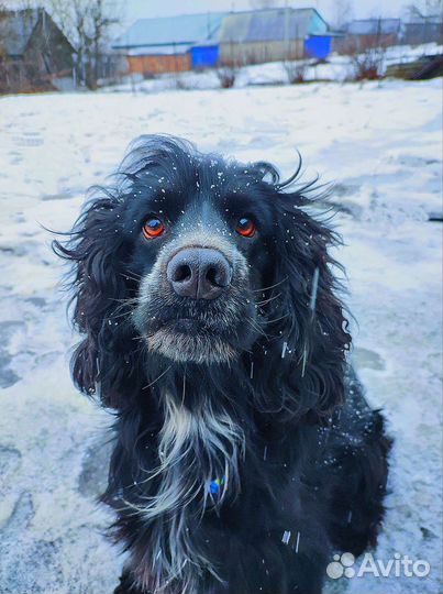 Кокер спаниель вязка