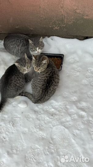 Котята в добрые руки (2 братика и сестричка)
