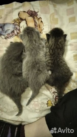 Котята в добрые руки