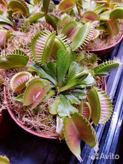 Дионея венерина мухоловка