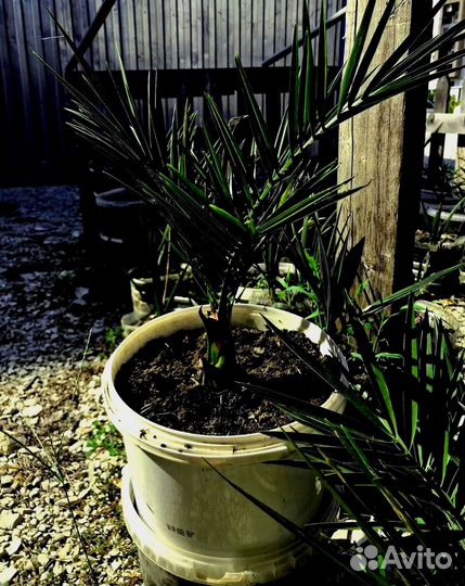 Финиковая пальма