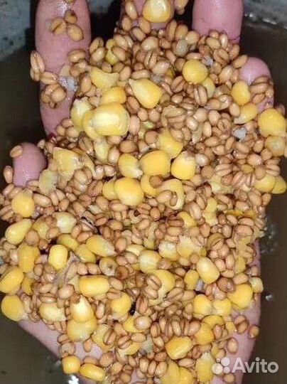 Кукуруза для рыбалки