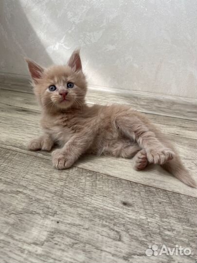 Мейн-кун полидакт (вязка)