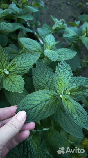 Мята садовая