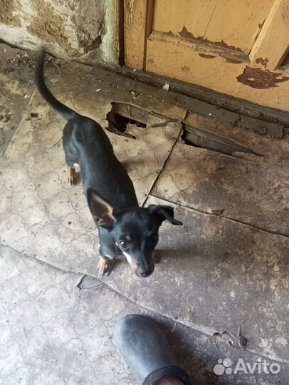 Домашние животные собаки щенки