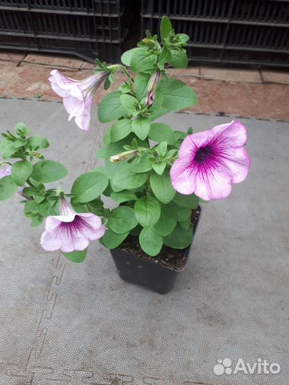 Рассада цветов и овощей