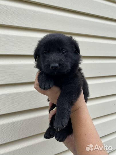 Щенки в добрые руки