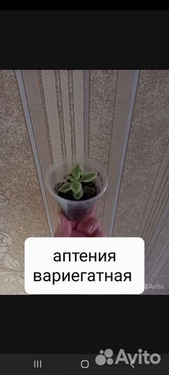 Комнатные растения,черенки