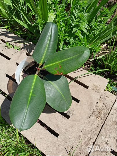 Фикус каучуконосный