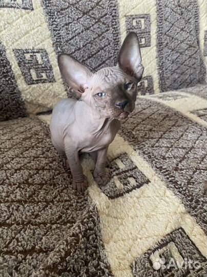 Канадский сфинкс