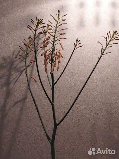 Цветущий Алоэ Вера