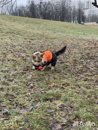 Комбинезон для Корги