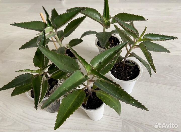 Каланхоэ лечебное