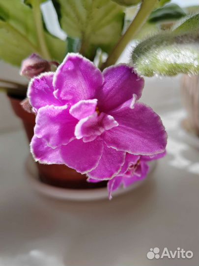 Сортовые фиалки