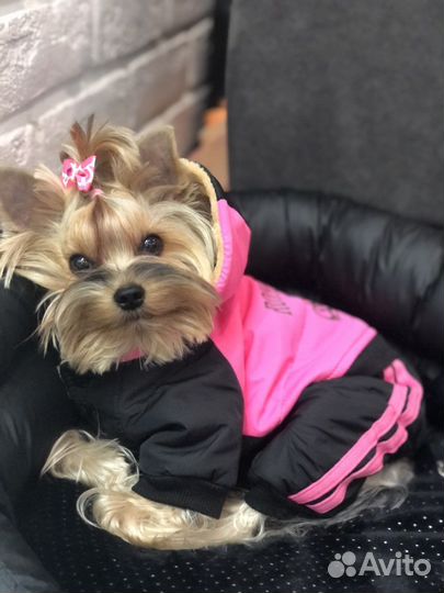 Зимние комбинезоны для собачек