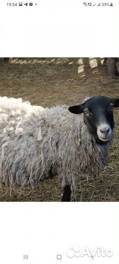 Баран,овцы,ягнята