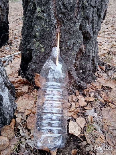 Березовый сок (свежезамороженный)