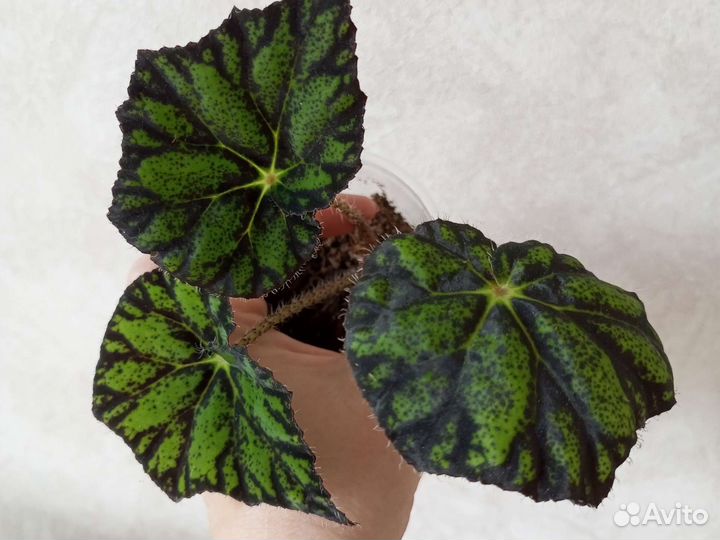 Бегония декоративнолиственная