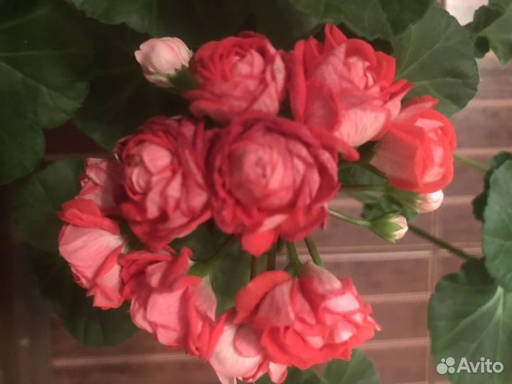 Пеларгонии сортовые