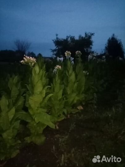 Семена табака