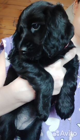 Английский кокер спаниель