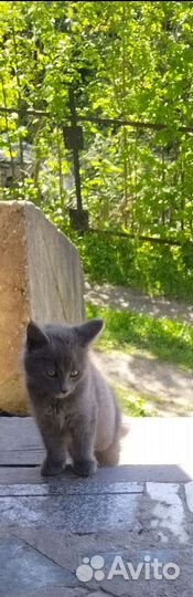 Кошка и кот мейкуны (метисы)