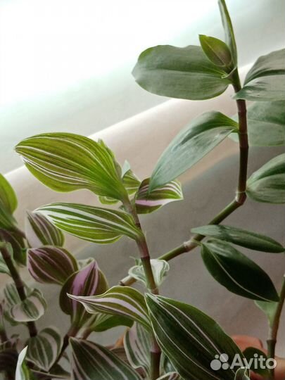 Цветы разные