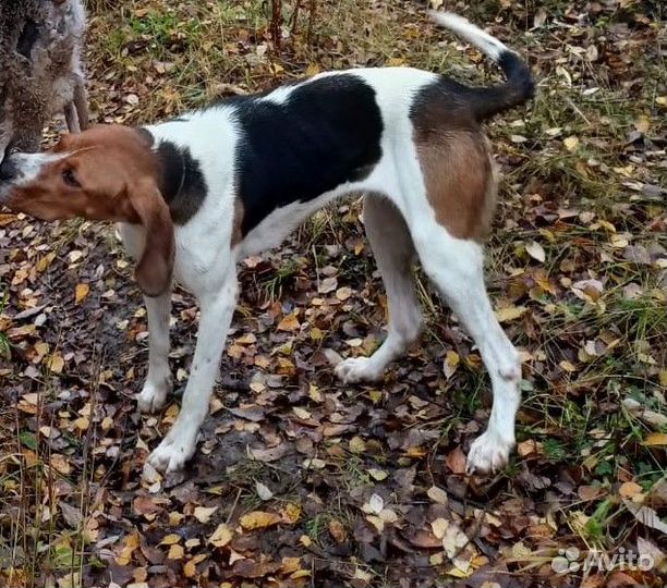 Продаются щенки русской пегой гончей