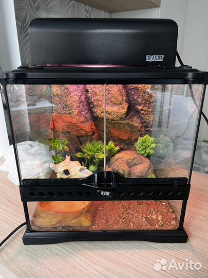 Эублефар с террариумом