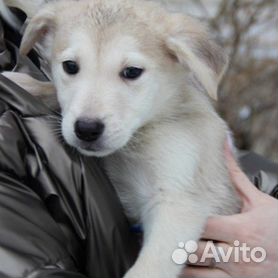 Отдам даром: собаки и щенки в Новосибирске