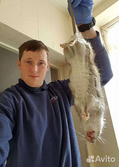 Отрава от крыс,мышей, кротов, грызунов