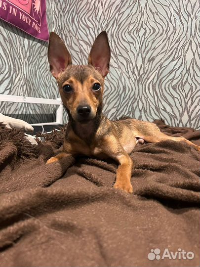 Щенок 7-8мес